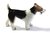 Miniature Porcelain Wire Haired Fox Terrier Figurine (Tiny)