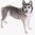 John Beswick Husky Dog Figurine
